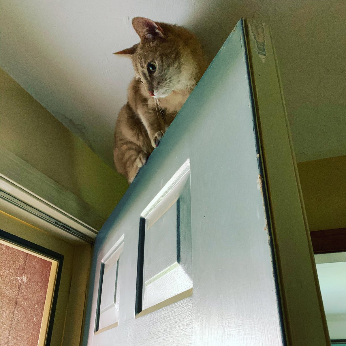 In case you’ve never met Mars before, he also loves to sit on top of doors (yep he leaps up there from the floor), is a practiced escape artist, will kill every small creature in the neighborhood, and has fought both turkeys and coyotes.