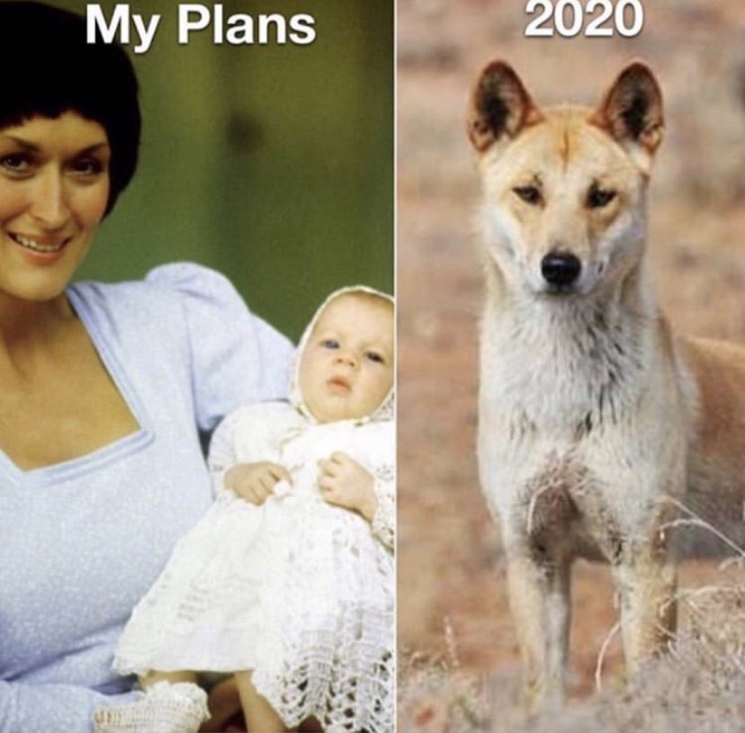 Would a Dingo Really Eat Your Baby?