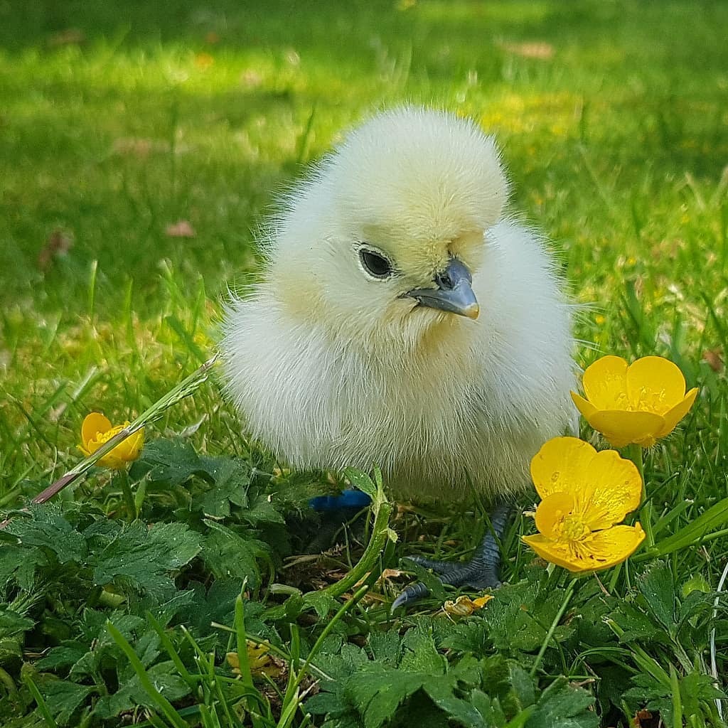 simonpickles's tweet photo. Suck it up, buttercup! Polish chick out enjoying the #bankholiday sunshine #Polish #poland #chickenhour π #chickensofinstagram #flowers #weeds #Melling #igersmerseyside #may #spring #liverpool #fancyfowl #hashtag https://t.co/OK6sjGx4gC https://t.co/TgFV8Jg2PQ
