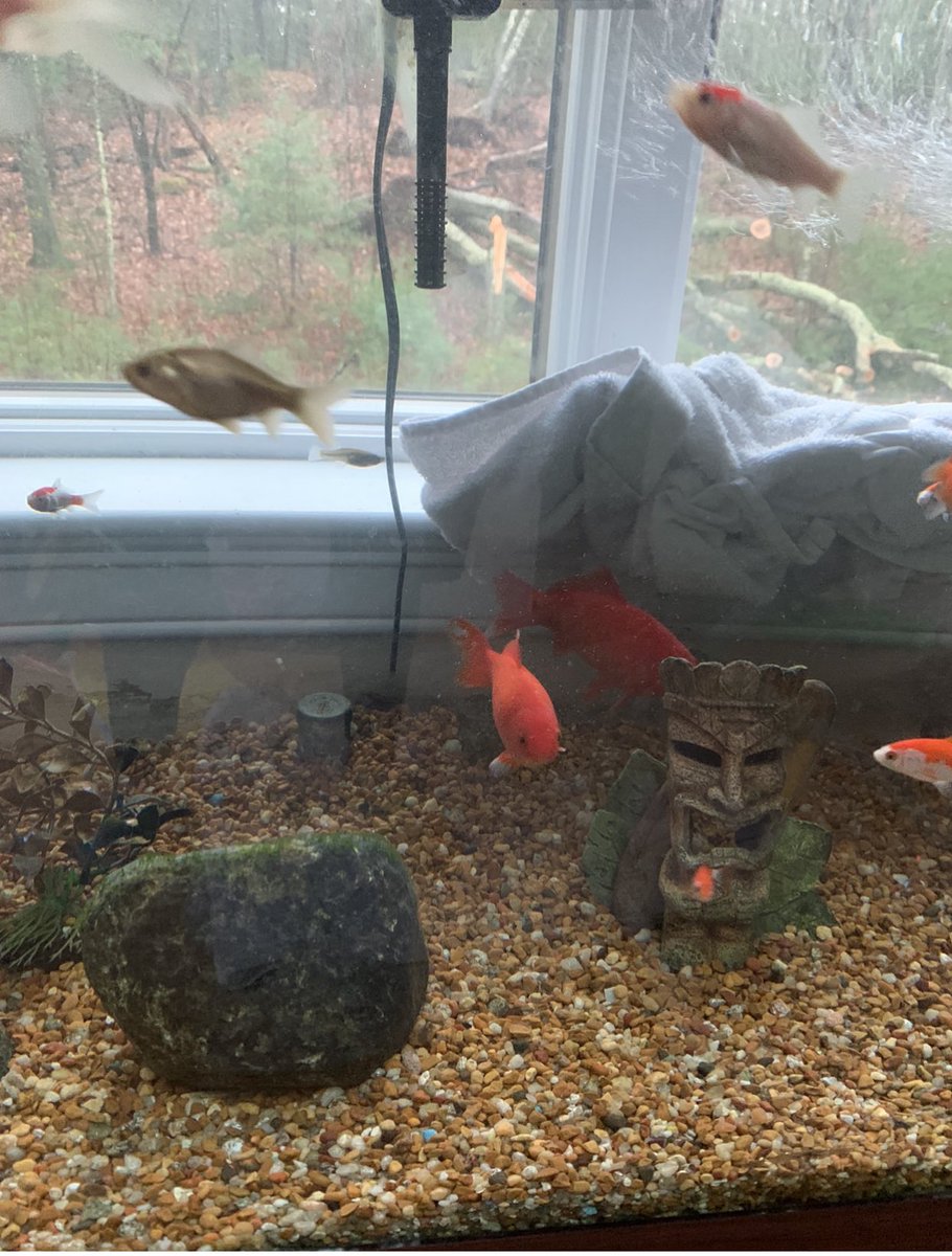 One time someone in the family (it wasn’t me) didn’t realize he got into the sunroom and went to work, so he had many hours alone with the fish tank.