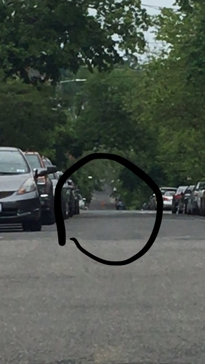 CarolineLHowe's tweet photo. Just saw a coyote (not a dog, not a fox) loping down 7th St NW in Petworth #UrbanAdventures @PoPville @DOEE_DC @NatlParkService I was shocked, I didn’t get a good photo or video, but a neighbor saw it, too! https://t.co/usJ4Zbc4w7