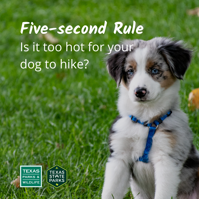 SanAngeloSP's tweet photo. Place the back of your hand on the pavement or ground. If you a cannot hold it there for five seconds, the surface is too hot for your dog’s paws.
 
For more heat safety information, visit https://t.co/ryy6aanlMJ https://t.co/zzQf3GfBxJ