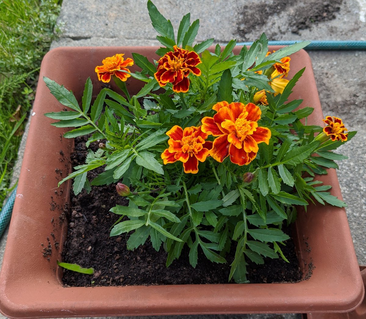 DugdaleLisa's tweet photo. Leland planted a seed in school with Mrs boardman and brought it home at the start of lockdown.
We have loved watching it grow and is now in full bloom in the garden @stmichaelscps https://t.co/OPtuzKKvye