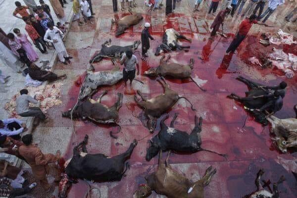sarvanonthemove's tweet photo. As Per SJI Report, So Far 50 Lakhs Cows And Buffaloes Have Been Salughtered To Prepare Beef Briyani All Over India For Celebrating Ramzan Festival By Indian Muslims - Think About The Salughtered Number All Over The World -

#SearchingHumanity
#SaveInnocentAnimals https://t.co/iu4PnB0Wyo