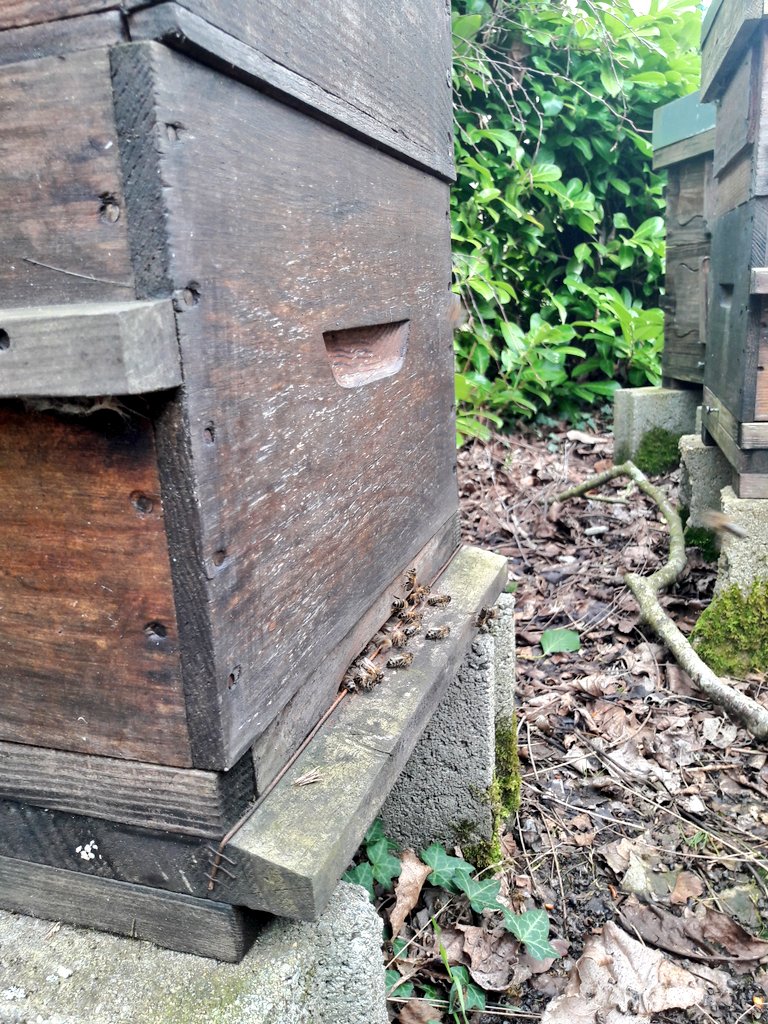 alexcarre49's tweet photo. Ecolo
To be or not to be ?

-J'ai des poules &amp; des ruches
-un lombricomposteur
-des panneaux solaires sur mon toit
-je cultive mon potager
-je trie consciencement mes déchets
-je fais mes yaourts
-j'élève un levain
-me chauffe au bois
-j'ai pris l'avion 4 X ds ma vie
...
Mais... https://t.co/17Qo5dYFn1