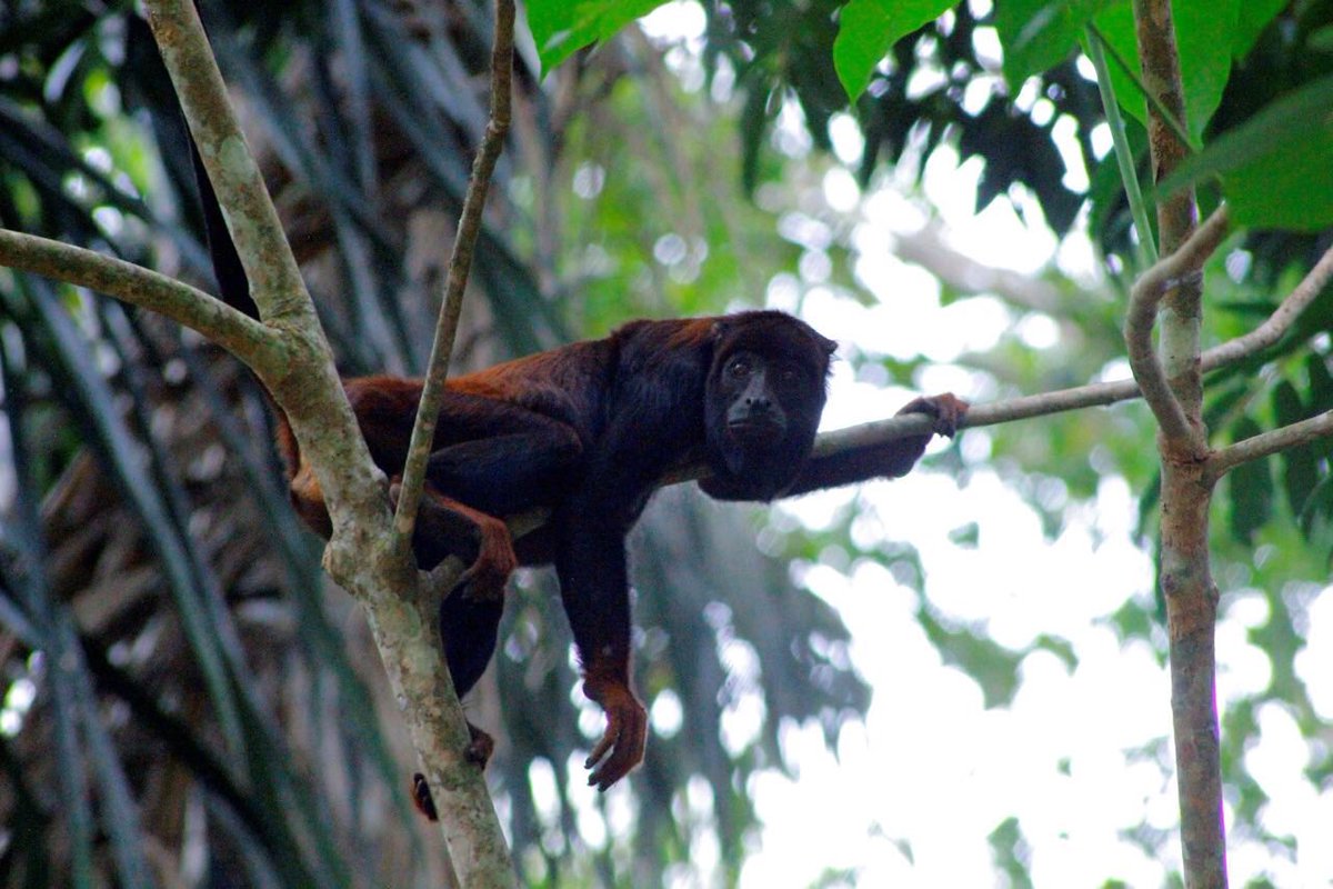 So many times these howler #monkeys woke me up in the middle of the night...gorgeous animals!
#wildlifephotography #wild #amazonforest #wildlife #NaturePhotography #protectourforests