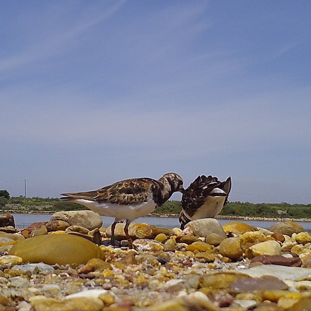 afonso_dr_rocha's tweet photo. Waders #predating eggs of #waders... eggs are highly energetic for long-distance #migrants, in this case, late migrants I thought. Wrong ... one of these #turnstones was ringed in Tagus last winter (1Y) must stay over summer. Damn lazy turnstones!
@eco_flyway @CESAM_Univ https://t.co/w4XlV678pC
