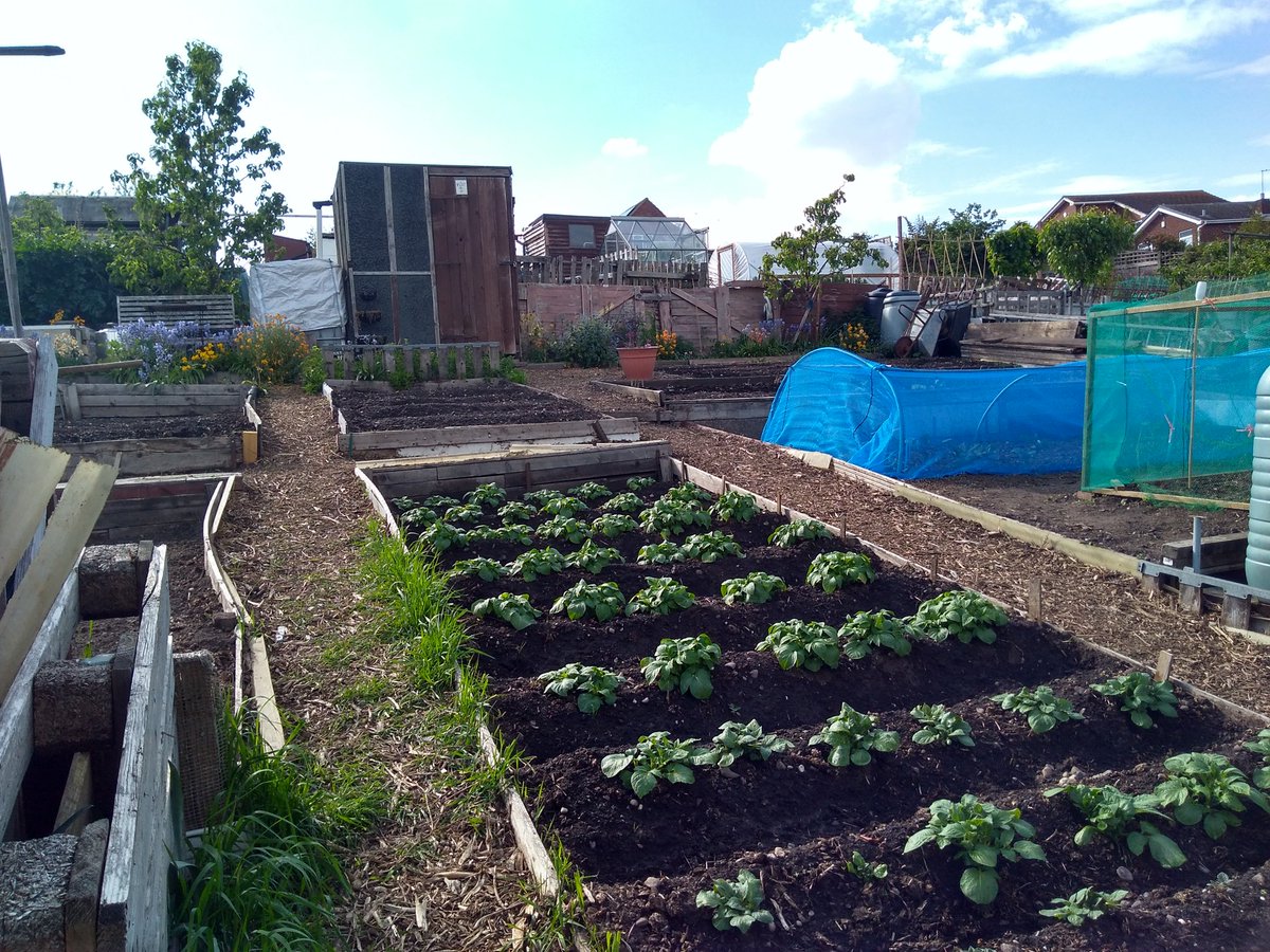 canudigit15's tweet photo. Strange times these.... Peace on #plot9 #plot15 as the year rolls along on the #allotment. Stay safe everyone. https://t.co/mSMhzcM6T3
