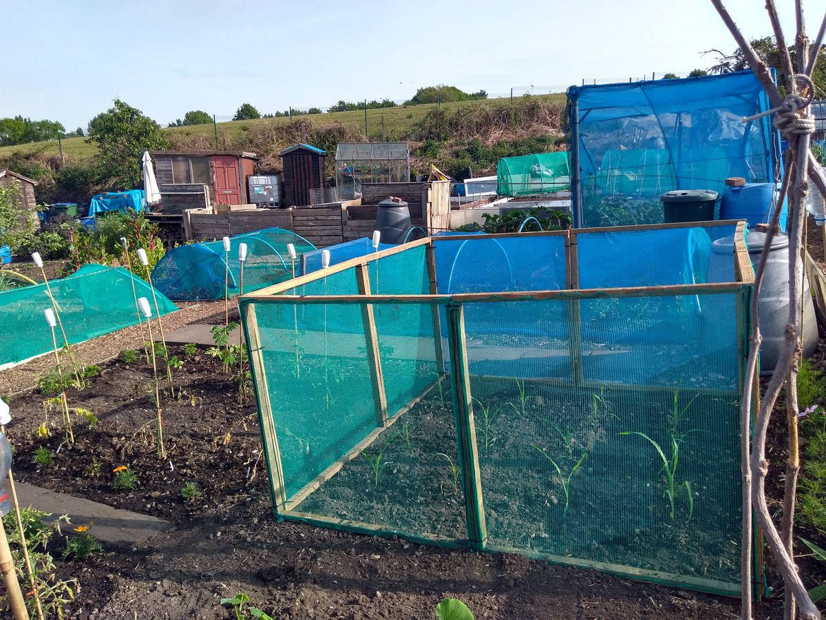 canudigit15's tweet photo. Strange times these.... Peace on #plot9 #plot15 as the year rolls along on the #allotment. Stay safe everyone. https://t.co/mSMhzcM6T3
