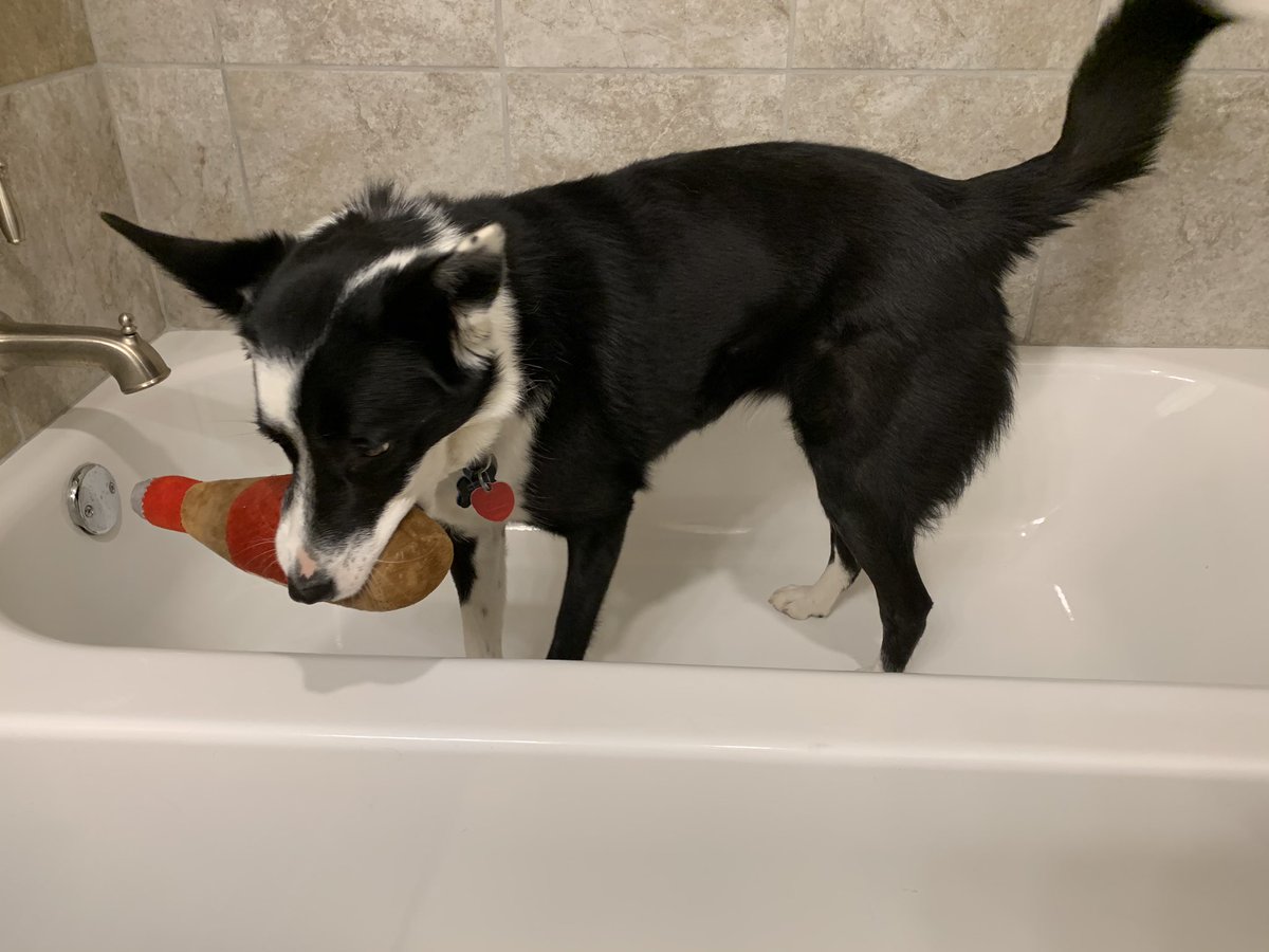 RosietheBC's tweet photo. I like to drop toys in the 2nd bathtub sometimes. Not sure why, because I'm usually hesitant to retrieve said toys. But today I felt extra bold and went for it. Wasn't quite sure what to do next though, so I just laid down and left hair everywhere. #bordercollie #dogsoftwitter https://t.co/9qNuiGCZ5f