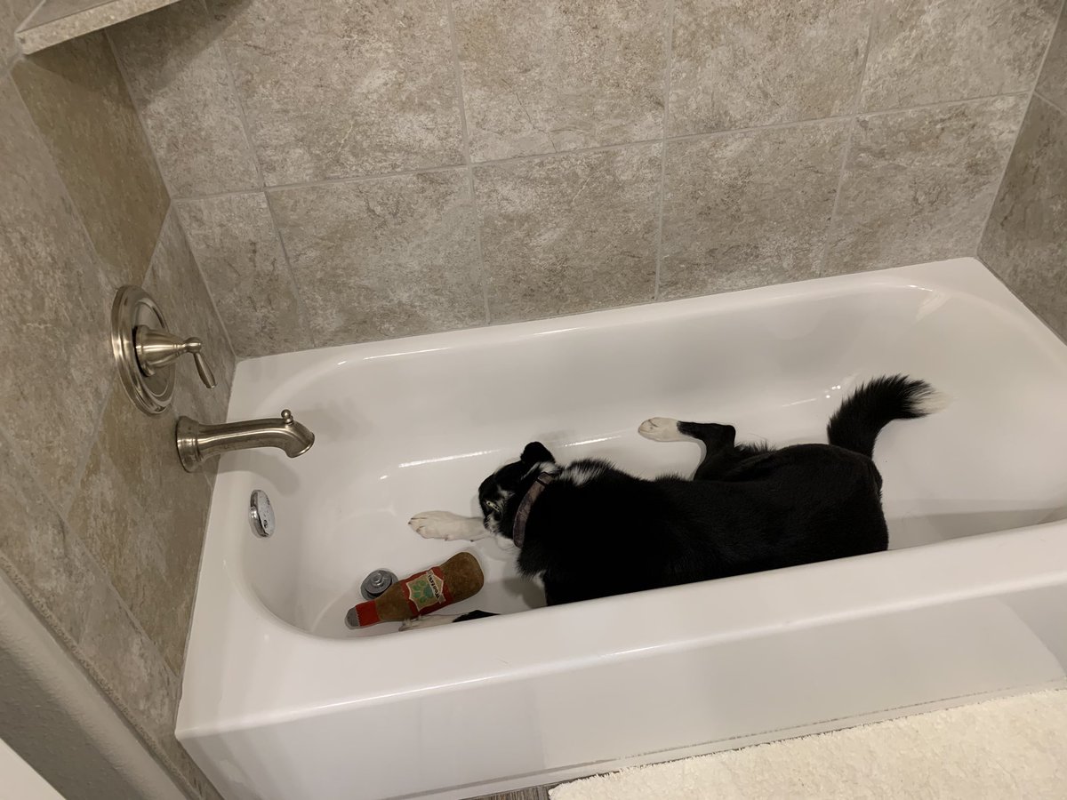 RosietheBC's tweet photo. I like to drop toys in the 2nd bathtub sometimes. Not sure why, because I'm usually hesitant to retrieve said toys. But today I felt extra bold and went for it. Wasn't quite sure what to do next though, so I just laid down and left hair everywhere. #bordercollie #dogsoftwitter https://t.co/9qNuiGCZ5f