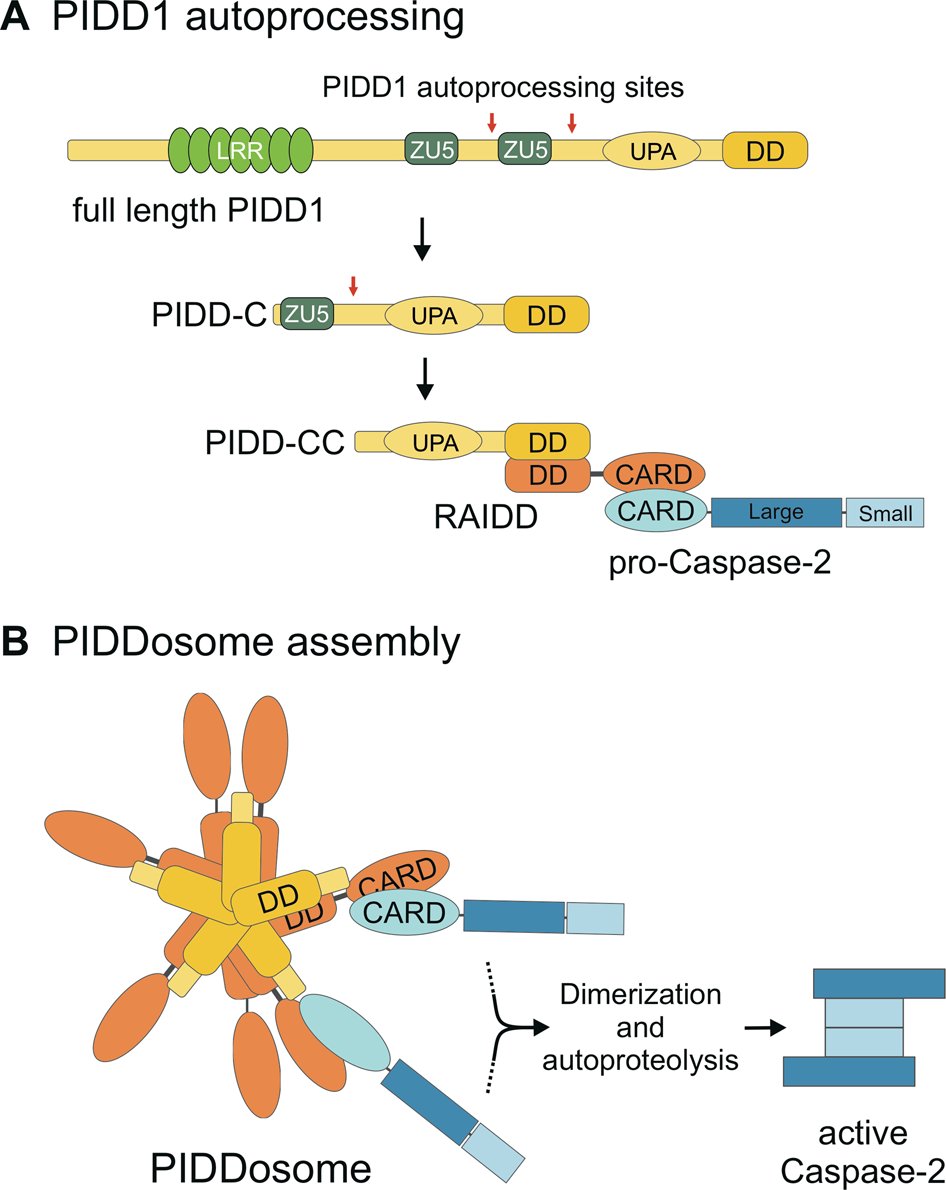 melino_G's tweet photo. A summary on non-apoptotic functions of #caspase-2 and the PIDDosome in development, differentiation & diseases… have a look at this beautiful review on #CellDeathDifferentiation!
@SladkyValentina @villunger
https://t.co/y3gm3W6tM7 https://t.co/DGoLpCsk5O