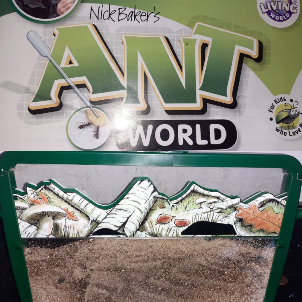 BloxamVicky's tweet photo. @halewoodcofe George and Noel next little project, our ant farm. One queen and 15 workers to start it off, there loving learning about how they work together x https://t.co/alF84o0c68