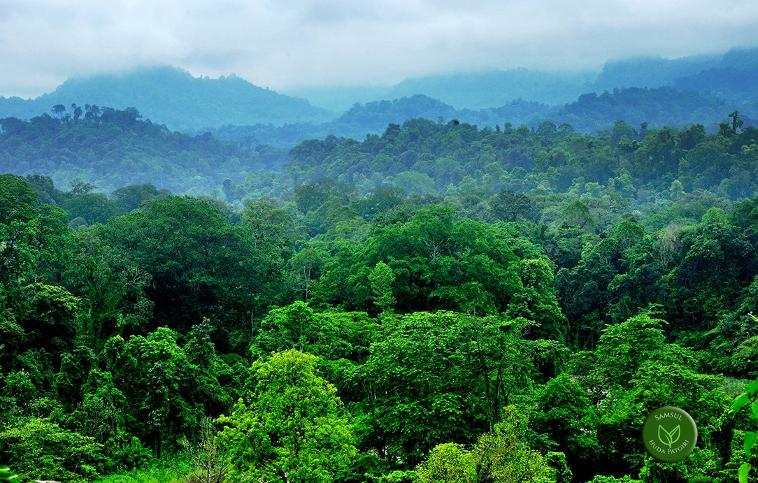 shpatgiri's tweet photo. I am an uncommon four tier #rainforest from Assam. A #contiguous #DehingPatkai that cover's from Assam,Arunachal Pradesh to Myanmar.They broke me since ages and used as a colliery for #hyperindustrialisation and #greed.
#SaveDibangValley 
#SaveDehingPatkai https://t.co/fYYzjFwPf5