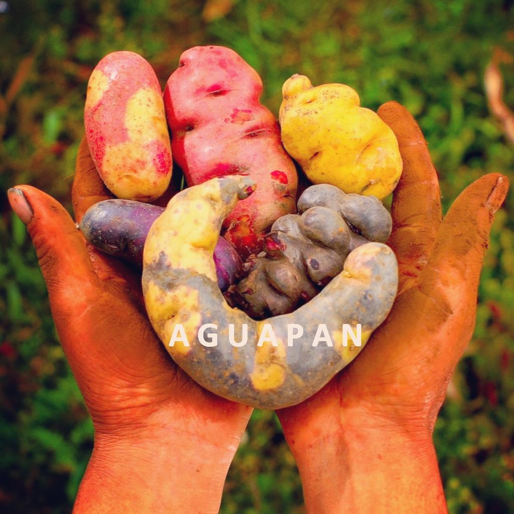Miski_Papa's tweet photo. #NewProfilePic #AGUAPAN #PapasNativas #NativePotatoes #PERU https://t.co/PQY6f2ctJx