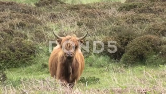 MsvrVisual's tweet photo. Highland Cow Walking Towards Camera - #Pond5 Exclusive Stock footage now available at: https://t.co/TbPRKMsnLj via @pond5 #highlandCow #Cowboy #Cowgirl #highlandcattleofinstagram #Highlandcattle ##dartmoor #FarmAnimal #stockfootge #media #animalclips #aโฆ https://t.co/xypvtNrdUn https://t.co/HfXdyLEVzH