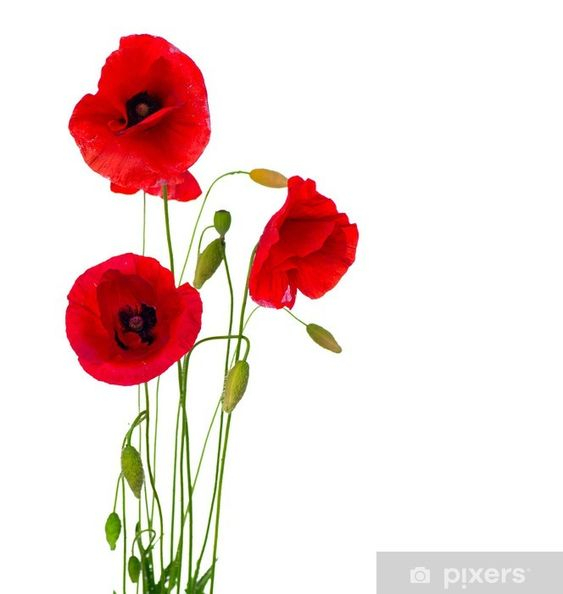VIPLUXSalon's tweet photo. Happy Monday, ladies! 🇺🇸 On #MemorialDay , we honor those who gave their lives in military service to our country.

💬VIP Lux Salon "The Healthy Hair Salon" 
Open Tuesday-Saturday
6600 Franklin Ave, Suite A7 https://t.co/kkhhZaDt8Z