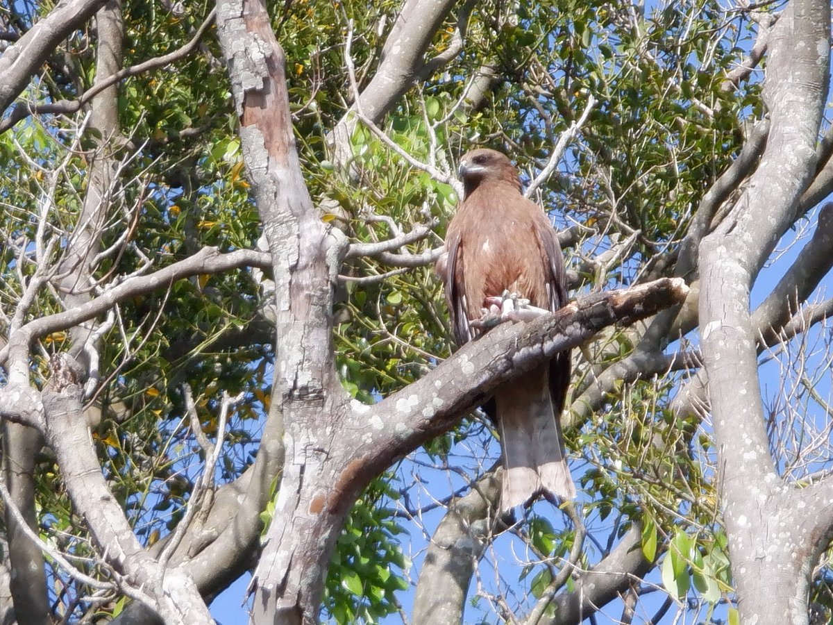 うさ 5 25 ようやく雨も止み晴れてきたのでトウモロコシの受粉祭りをしましたが 雨が花粉が微妙に濡れてたりして飛び具合が良くなくてちょっと不安 頭上には鳥のねぐらになってる大きな木があって ピーヒョロとトンビらしきが恨めしそうに鳴いてました