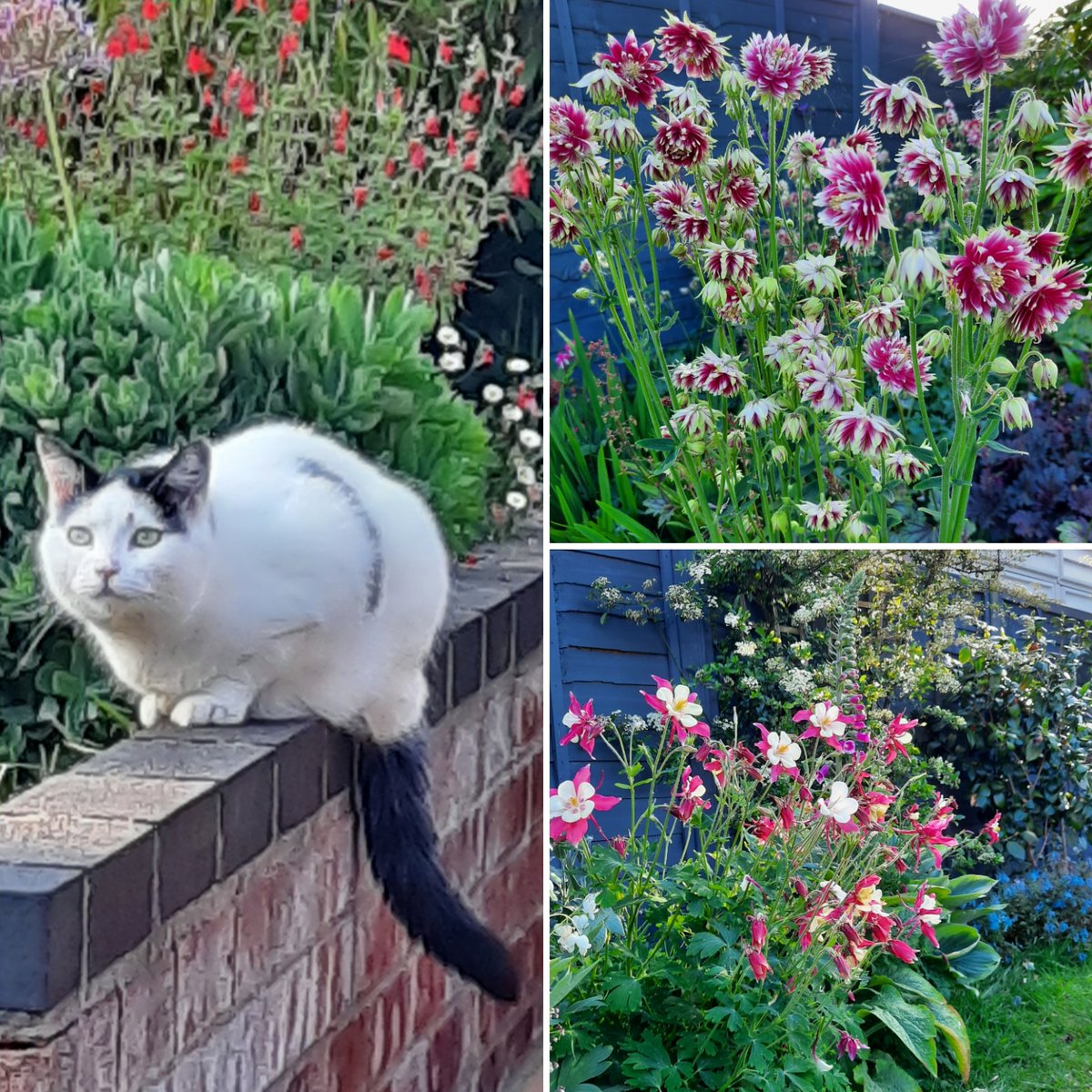samkimber11's tweet photo. An evening in the garden ๐๐บ Aquilegia time ๐บ #MillyMoo #redstarcolumbine #norabarlow #CatsOfTwitter https://t.co/0QOINLOcn2