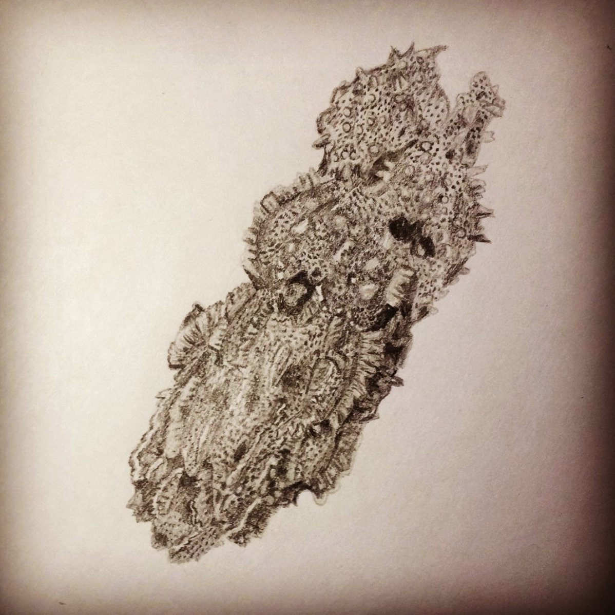 tannerjanfry's tweet photo. Uvigerina sp. | I originally called this U. gardneræ (Bandy 1949) but I’m not so convinced anymore 😅 #foram #foraminifera #benthic #uvigerina #palaeontology #paleontology #micropalaeontology #micropaleontology #fossil #microfossil #scienceart #palaeoart #illustration https://t.co/RBbhNMCd1S