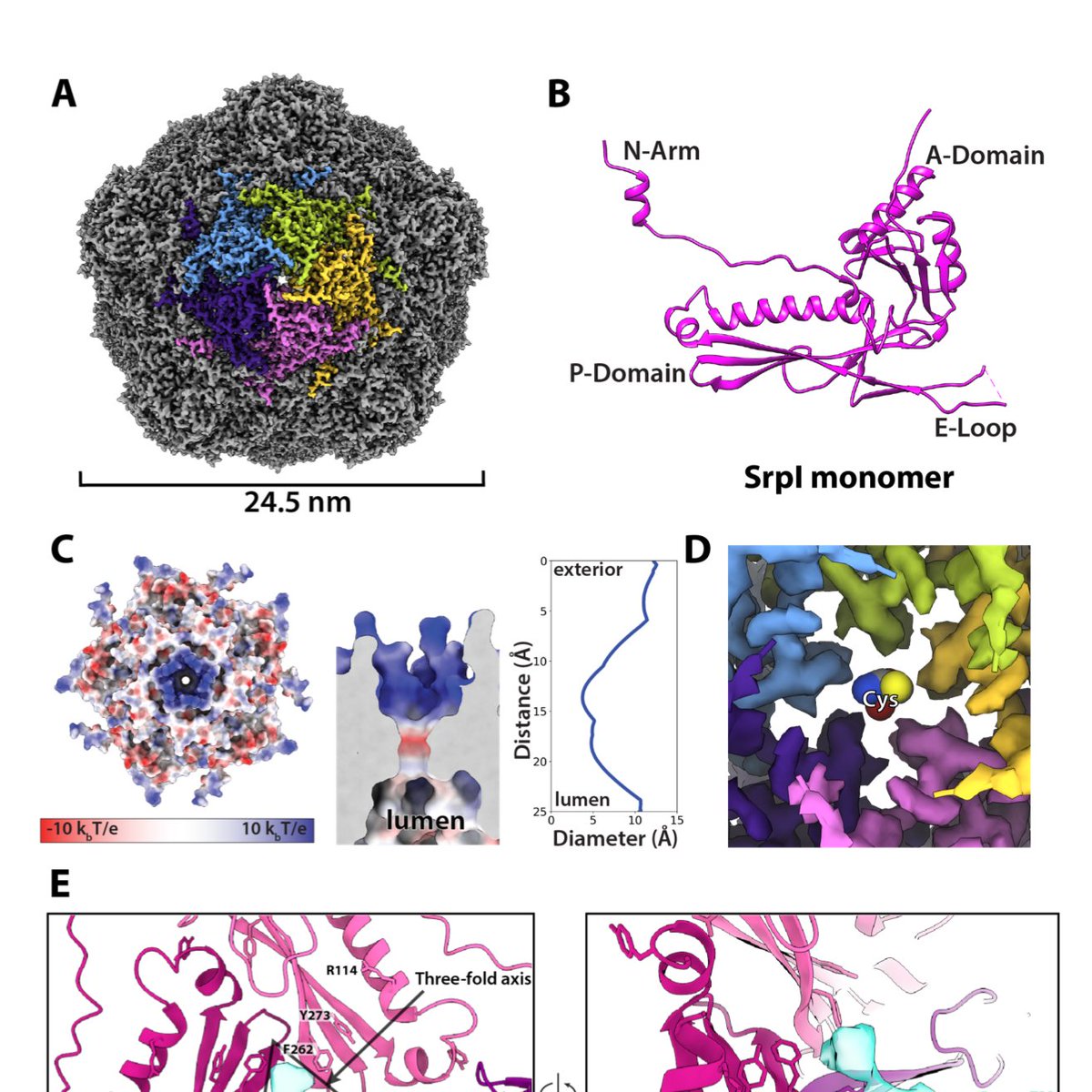The Nogales Lab (@nogaleslab) on Twitter photo Pre-print on a novel bacterial nanocompartment by <a href="/Nichols_NTA/">Bobby Digit4L Nichols</a> (<a href="/SavageCatsOnly/">Savage Lab</a> lab) and our very own <a href="/bjlafrance/">Benjamin LaFrance</a> features a beautiful 2.2 Angstrom-resolution #cryoEM structure of the nanocompartment shell. Check it out!
biorxiv.org/content/10.110… Pre-print on a novel bacterial nanocompartment by <a href="/Nichols_NTA/">Bobby Digit4L Nichols</a> (<a href="/SavageCatsOnly/">Savage Lab</a> lab) and our very own <a href="/bjlafrance/">Benjamin LaFrance</a> features a beautiful 2.2 Angstrom-resolution #cryoEM structure of the nanocompartment shell. Check it out!
biorxiv.org/content/10.110…