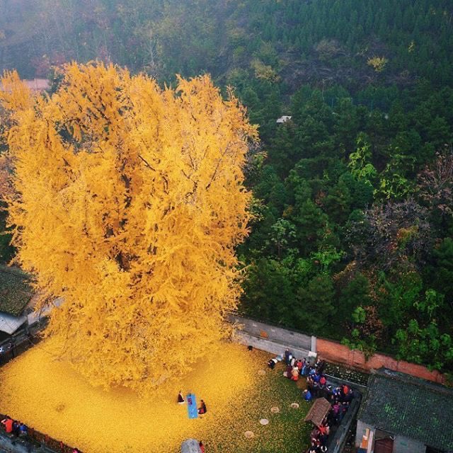 PeyzajBitkileri's tweet photo. Ginkgo biloba - Mabet Ağacı https://t.co/0NLSsxqxKW