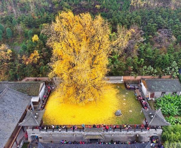 PeyzajBitkileri's tweet photo. Ginkgo biloba - Mabet Ağacı https://t.co/0NLSsxqxKW
