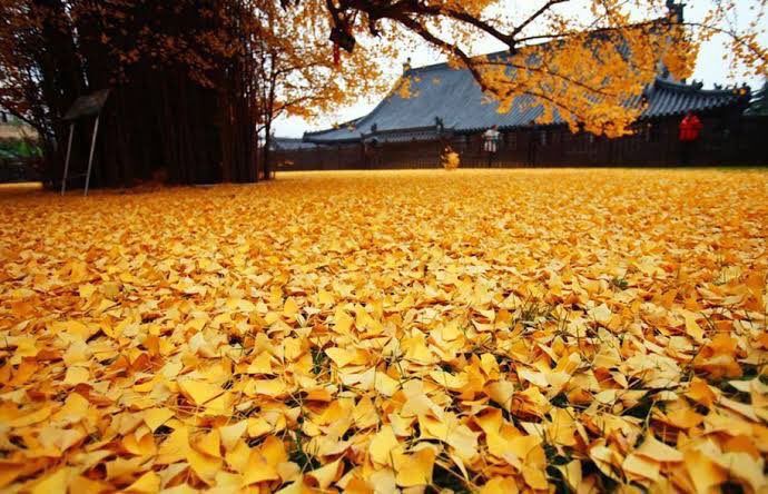 PeyzajBitkileri's tweet photo. Ginkgo biloba - Mabet Ağacı https://t.co/0NLSsxqxKW
