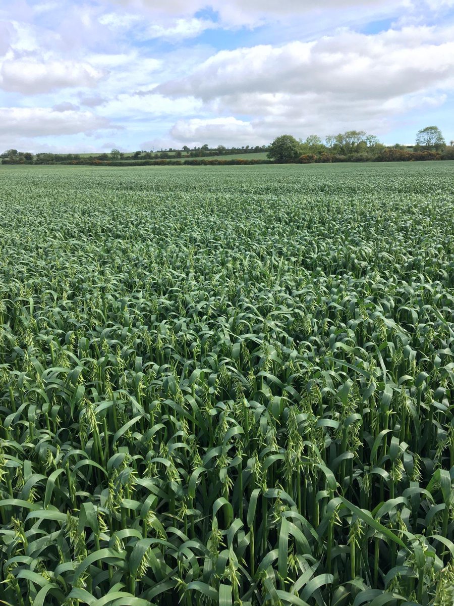 TirlanFarmLife's tweet photo. Autumn planted Isabelle heading out in Co Tipperary. Final Fungicide due in the coming days! #glutenfreeoats #qualitygrain https://t.co/3X6CDgOuen