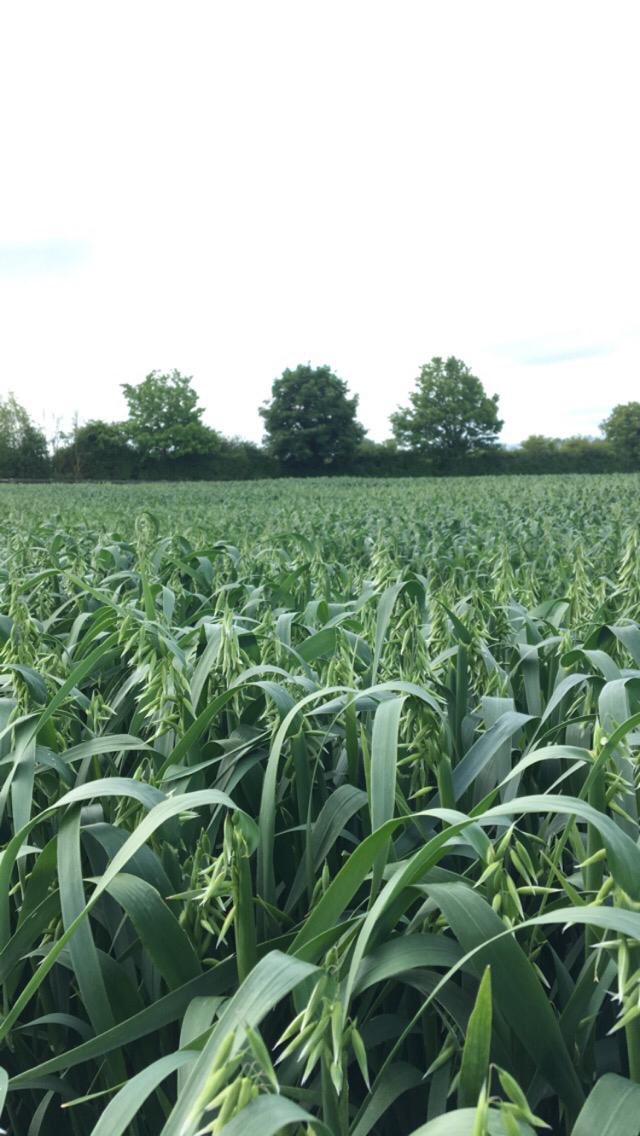 TirlanFarmLife's tweet photo. Autumn planted Isabelle heading out in Co Tipperary. Final Fungicide due in the coming days! #glutenfreeoats #qualitygrain https://t.co/3X6CDgOuen
