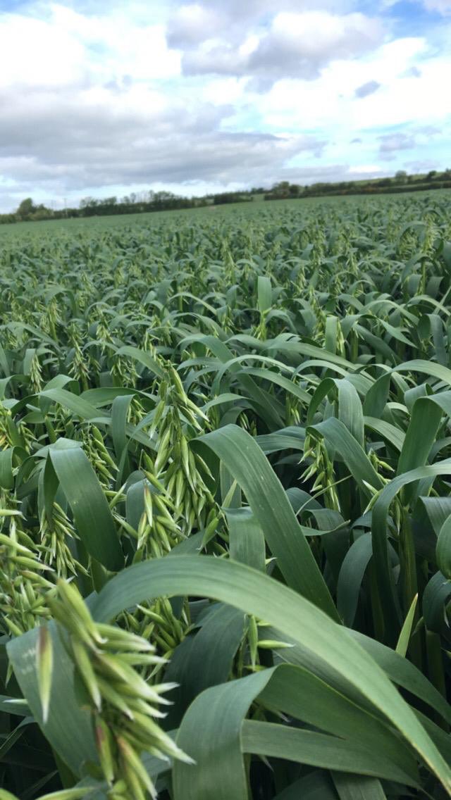 Autumn planted Isabelle heading out in Co Tipperary. Final Fungicide due in the coming days! #glutenfreeoats #qualitygrain