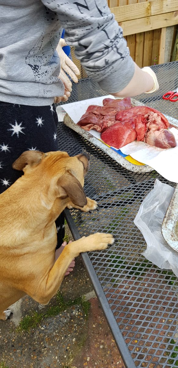 RallyRider_Del's tweet photo. All ready for #postmortemlive Butcher thought we were mad but the dog is very happy @postmortemlive #futuremedstudent https://t.co/DKufZdneVo
