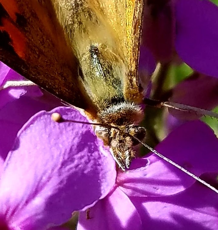 daisyrothschild's tweet image. Fuzzy wuzzy butterfly! Hello there. Tastes good,  doesn't it?  #Butterflies #flowers #prettyday