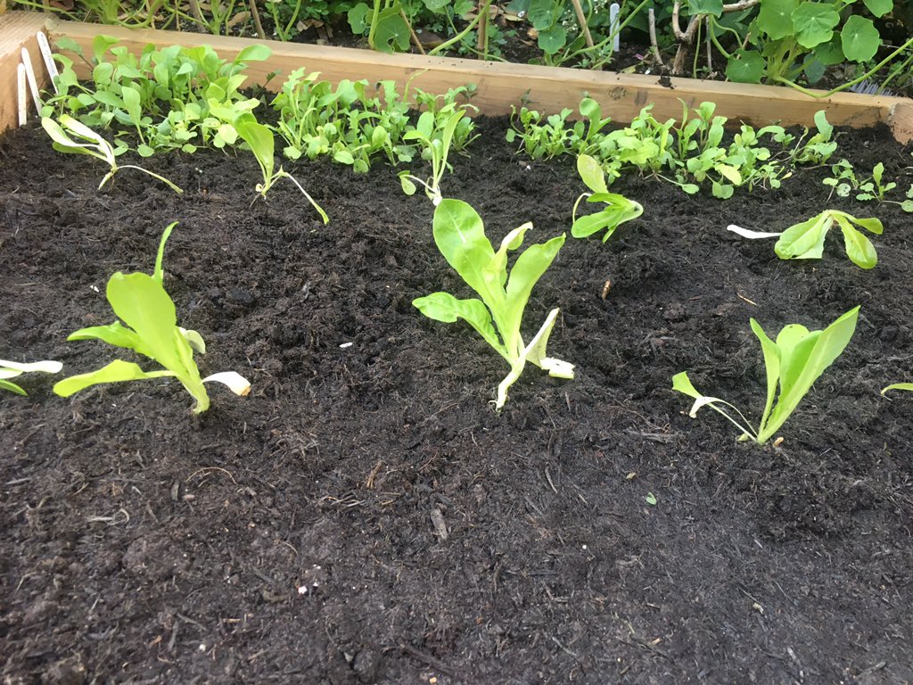 Planted out my lettuces! God, so nervous - I hope they make it. 