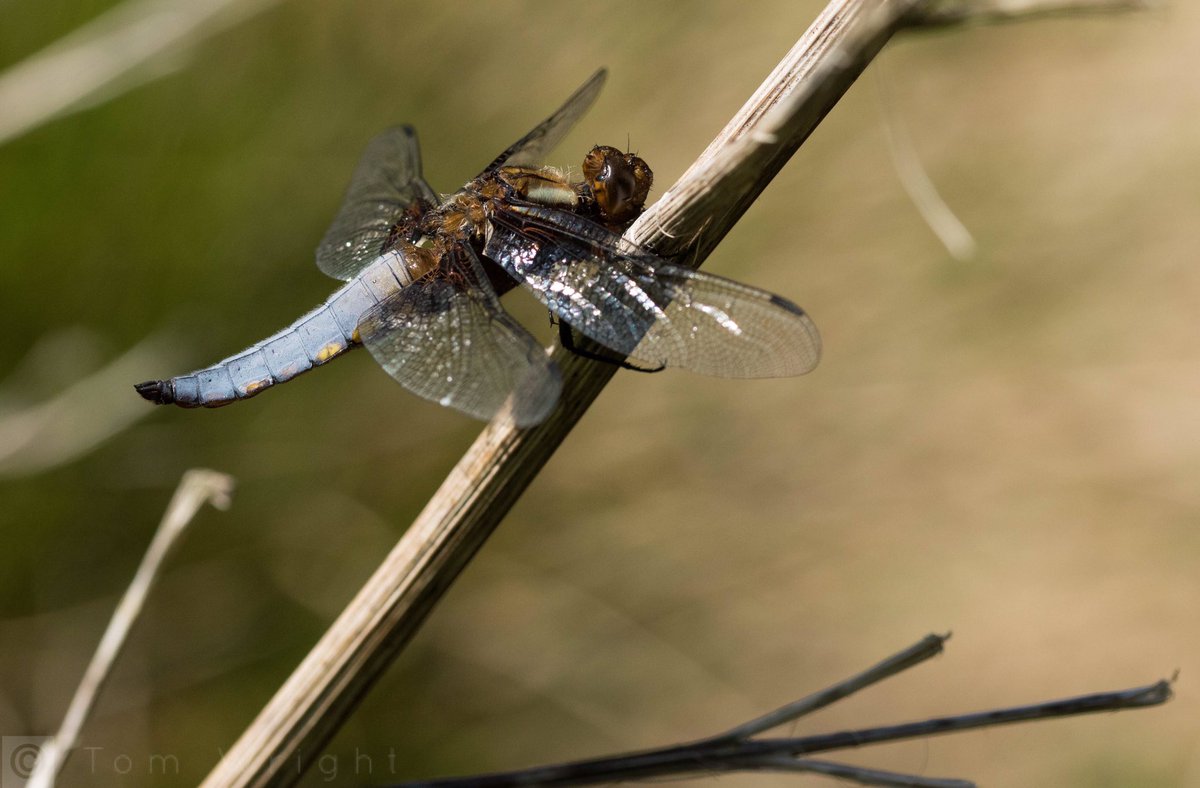 Pleased to find this nice Male Broad Bodied Chaser near Ewenny this morning. My first opportunity to photograph one this year.