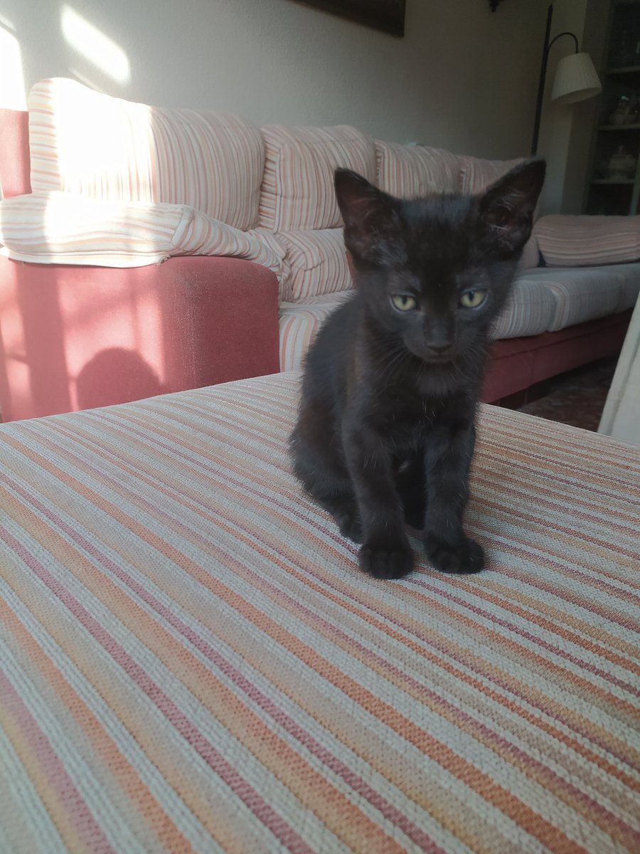 Inesariza8's tweet photo. SE REGALAN ESTOS 4 GATITOS EN CÓRDOBA. La mamá ha parido en mi casa y no podemos hacernos cargo de ellos. Tienen 2 meses y son muy buenos 💖 Para + info hablar conmigo! RT plssss🙏🙏 https://t.co/i2FbMdBvYt