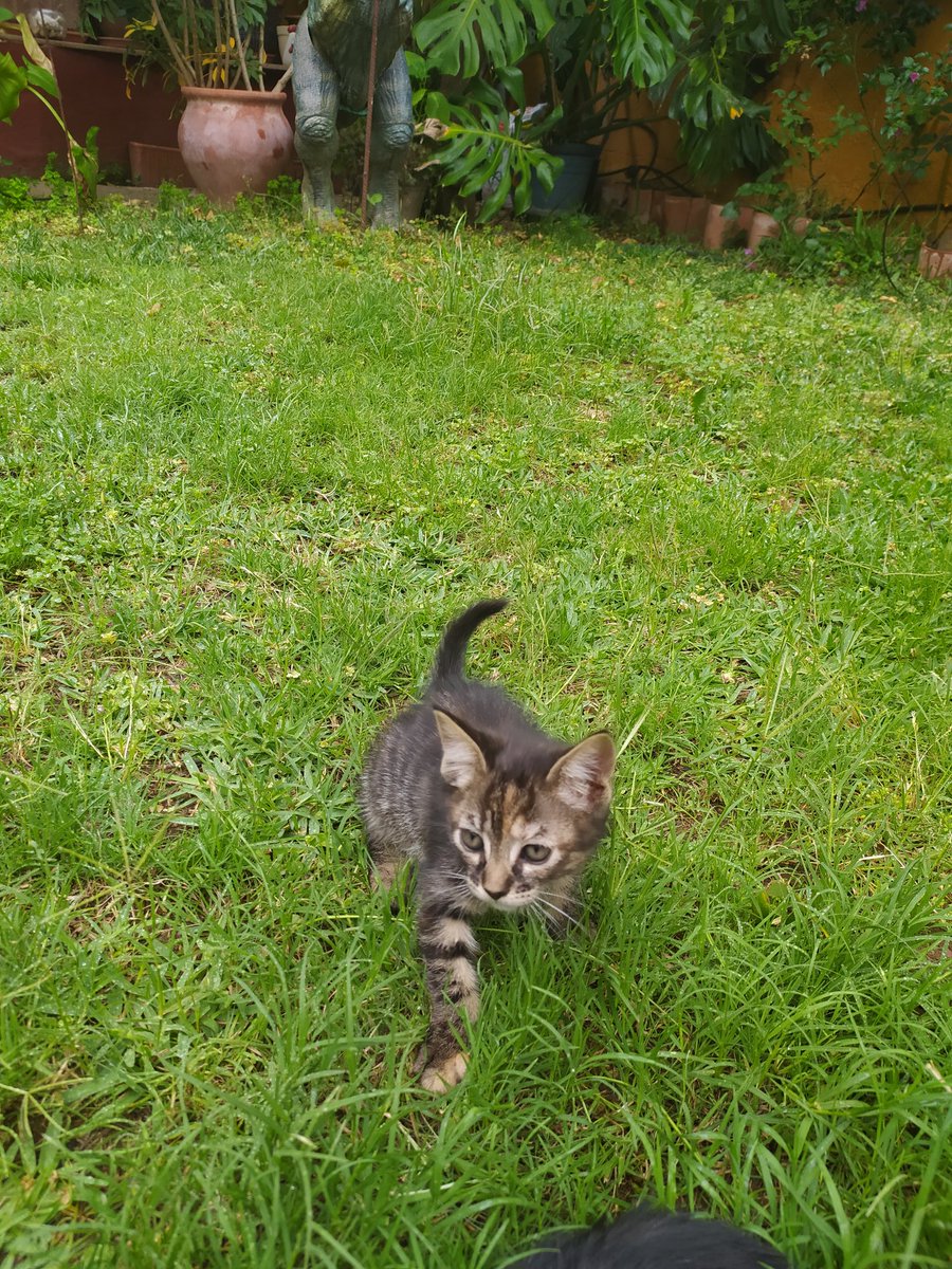 Inesariza8's tweet photo. SE REGALAN ESTOS 4 GATITOS EN CÓRDOBA. La mamá ha parido en mi casa y no podemos hacernos cargo de ellos. Tienen 2 meses y son muy buenos 💖 Para + info hablar conmigo! RT plssss🙏🙏 https://t.co/i2FbMdBvYt