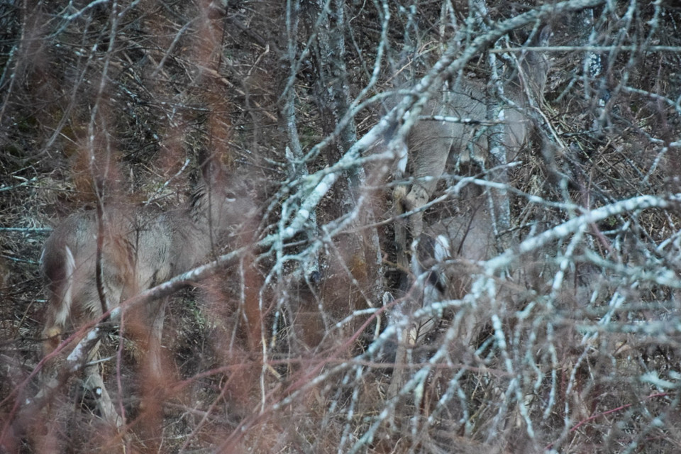 Can you see them? | Hidden White-tailed Deer ~ Lunenburg (NS)⠀
⠀
#wildlife #animals #whitetaileddeer #deer #lunenburg #novascotia #ns #lunenburgns #wildlifephotography⠀
#natureaddicts #naturepic #whywelovenature #natureview #hiddenwildlife #roedeer #deers #canada #explorens