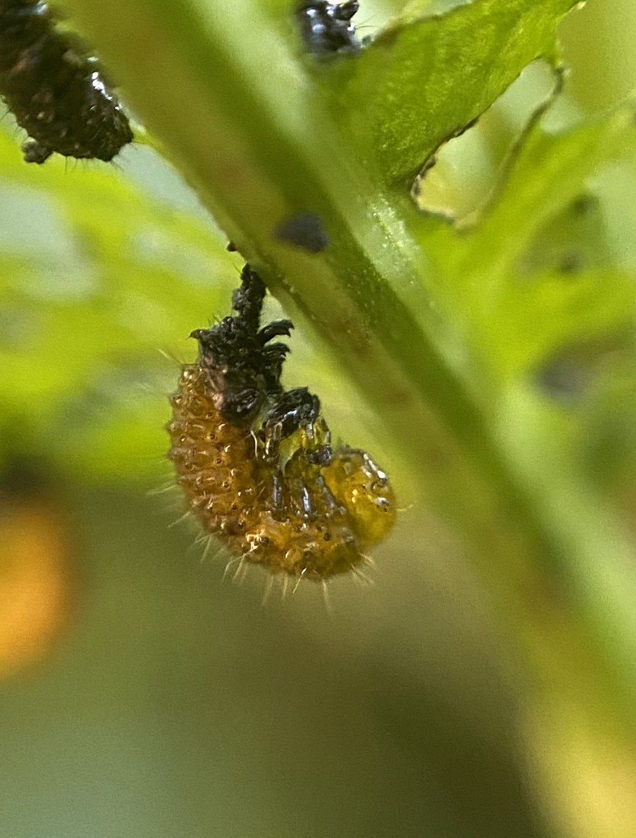 bernoid's tweet photo. Some of my chonkier green Dock beetle larva are shedding... which looks pretty cool #GreenDockBeetle #lookingatbugs https://t.co/QvGzgSsUnv