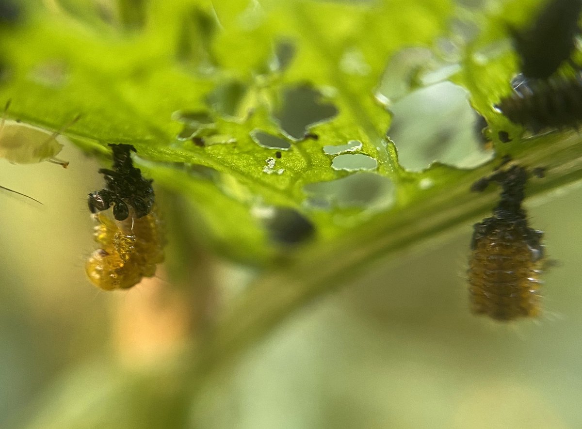 bernoid's tweet photo. Some of my chonkier green Dock beetle larva are shedding... which looks pretty cool #GreenDockBeetle #lookingatbugs https://t.co/QvGzgSsUnv