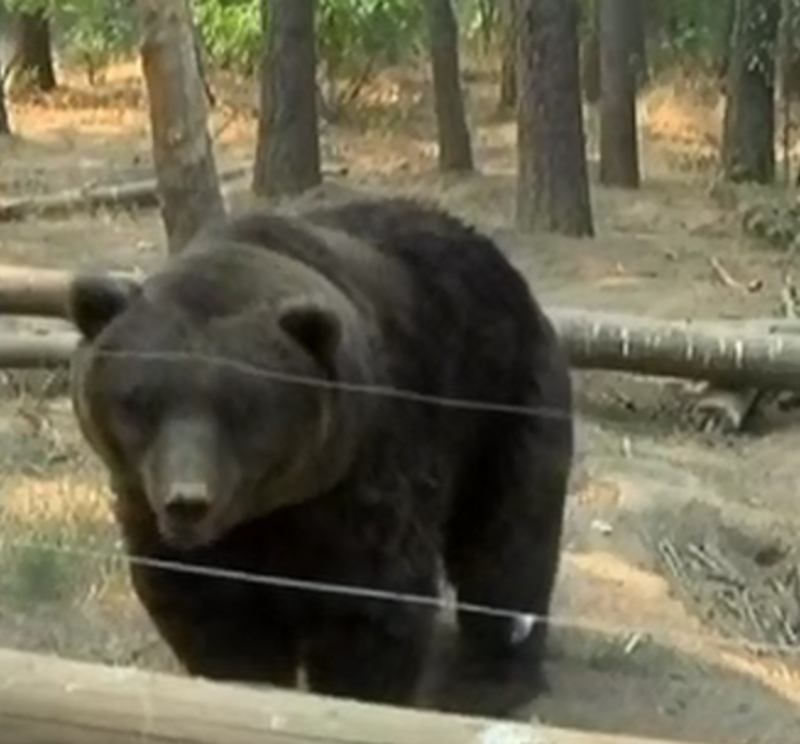 OmgExists's tweet photo. For $20, the Oregon Rehab Center will put your ex’s name on a fish and feed it to a bear. https://t.co/gr6jzlNP5e