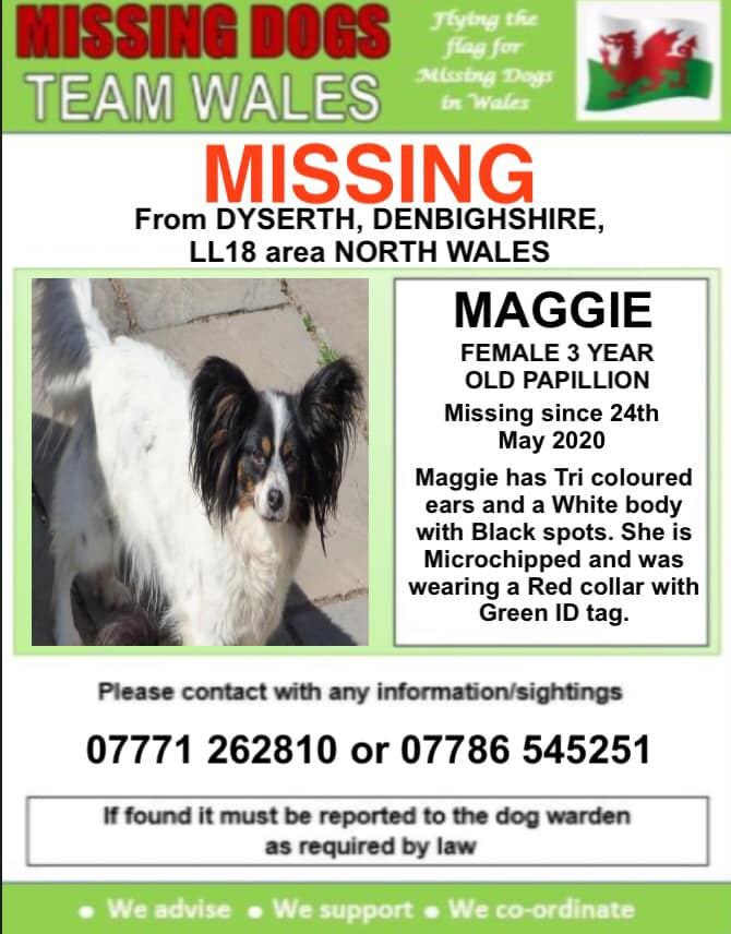 gelert01's tweet photo. #MAGGIE #Missing 24/05/2020 #Dyserth #Denbighshire #NorthWales #LL28 area
3 dogs went missing off small holding two returned & #MAGGIE missing. Wearing Red collar with Green ID tag
#scanthatchip #PetTheftAwareness
@MissingPetsGB @rosiedoc666 @Lorrain90964806 @bs2510 https://t.co/efIKq3o2YA