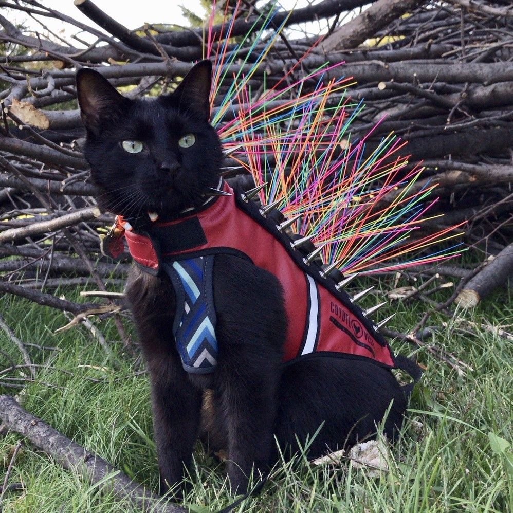 It's Monday. It's time to take over the world! 😈 👑

#SpikeVestForCats #RainbowCoyoteWhiskers #FelineFriends