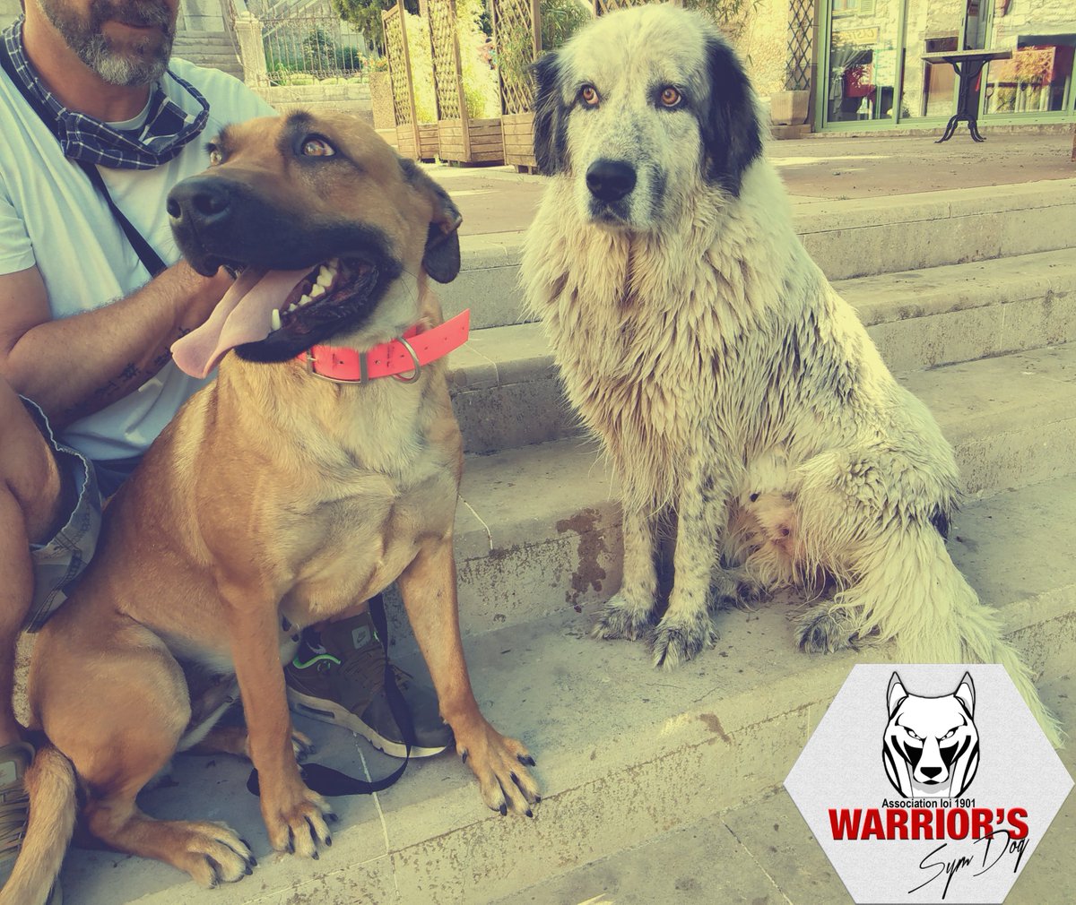 sym_dog_04's tweet photo. J'ai le plaisir de vous donner des nouvelles de Xena, l'une de nos warriors qui a été adoptée ce mois-ci.
#symdogwarriors #symdog04 #symdog #rescuedog #paca #educateurcanin #educationcanine #chien #chiens #sauvetagechien #castellane #gorgesduverdon #alpesdehauteprovence https://t.co/4dO1MtP6T4