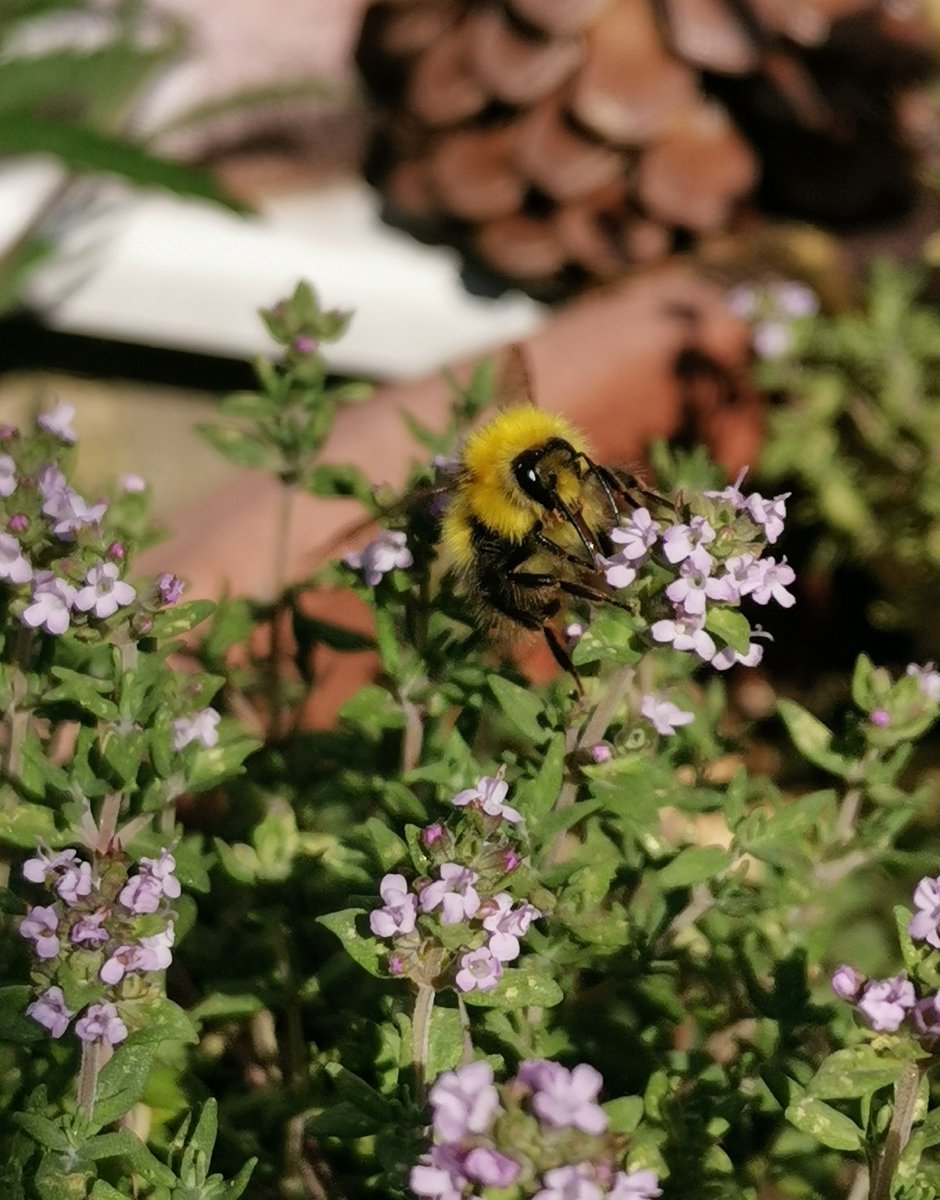deLeeuw1990's tweet photo. Thyme, what a wonderful addition to any the garden🥰bumblebees and other pollinators love it.  #PotsForPollinators https://t.co/LnAcEIYBZ7