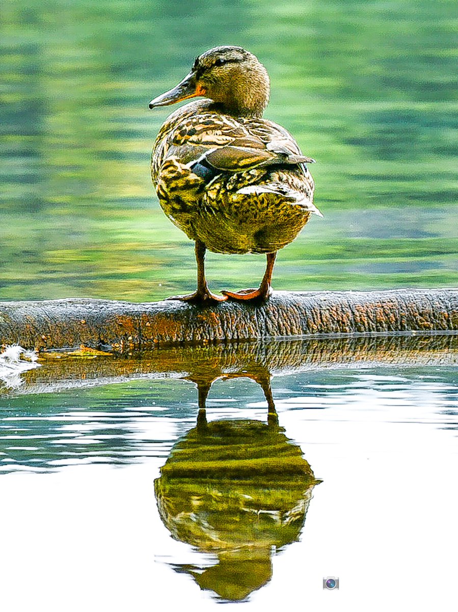 DanielMayocchi's tweet photo. Reflejos
#photography #FelizDiaDeLaPatria #VivaLaPatria #photo #QuedateEnCasa #cuarentena #ThePhotoHour #FelizLunesATodos @A_R_TforPEACE @emotions_pur @ladevita12 #birds https://t.co/UEXGNwIRNy