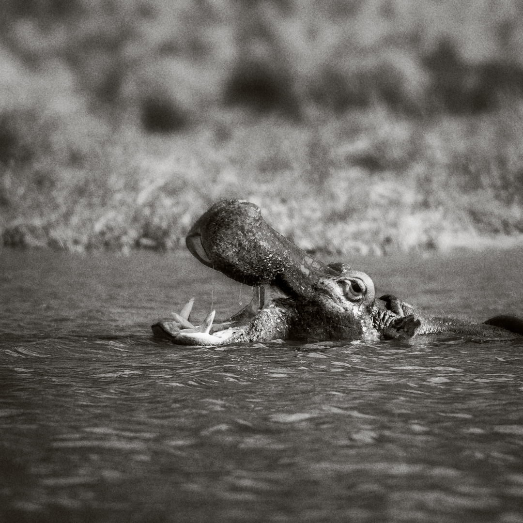 Hipopótamo en el canal de Kazinga, Uganda

Hyppo at the Kazinga channel, Uganda

#africaday #hyppopotamus #kazingachannel #blackandwhitephotography #fineartphotography