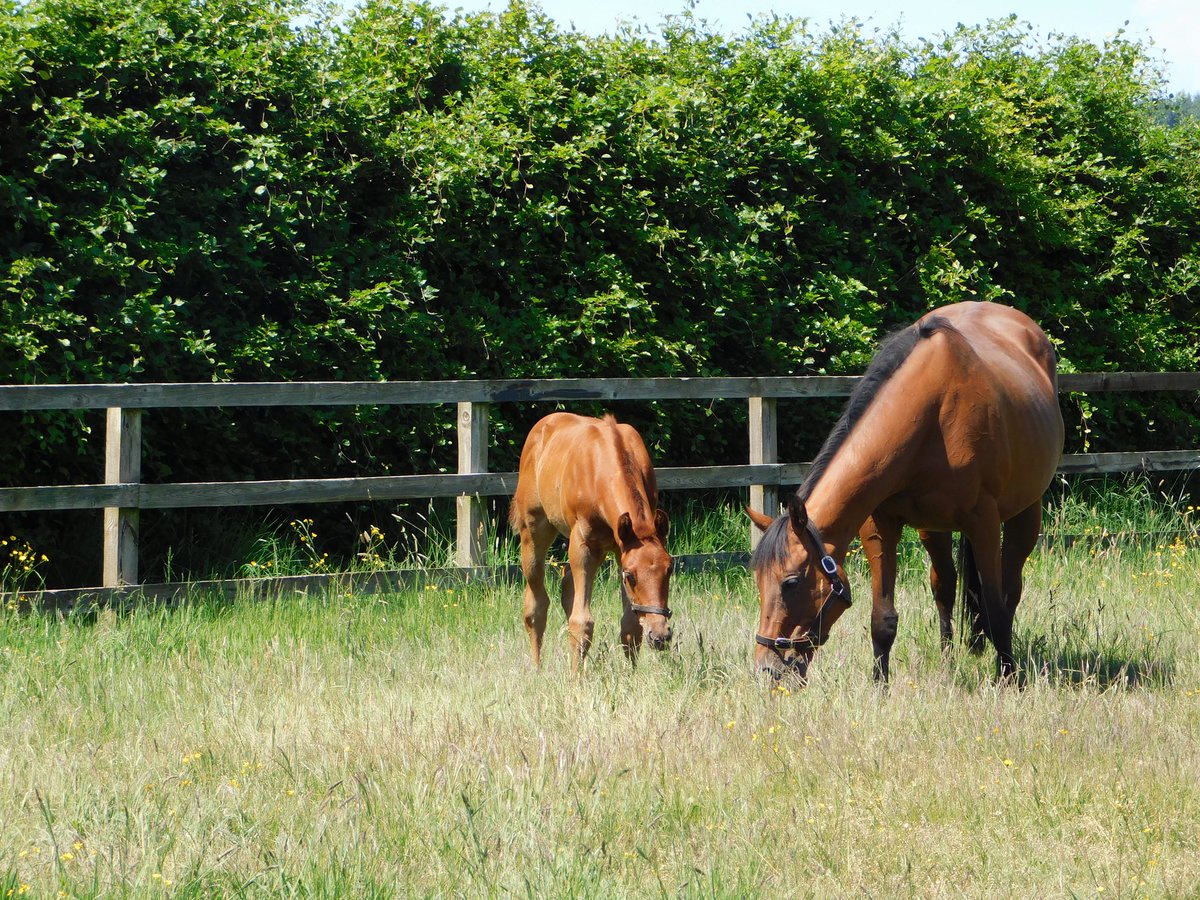 dav1610's tweet image. Affluent (Oasis Dream @JuddmonteFarms ) and her Al Kazeem colt foal enjoying time together @OakgroveStud. Full brother to 2yo colt SAINT LAWRENCE (@varianstable) who we hope can carry on from Daahyeh last year! #oakgrovebred #Alkazeem #givenachance @rpbloodstock