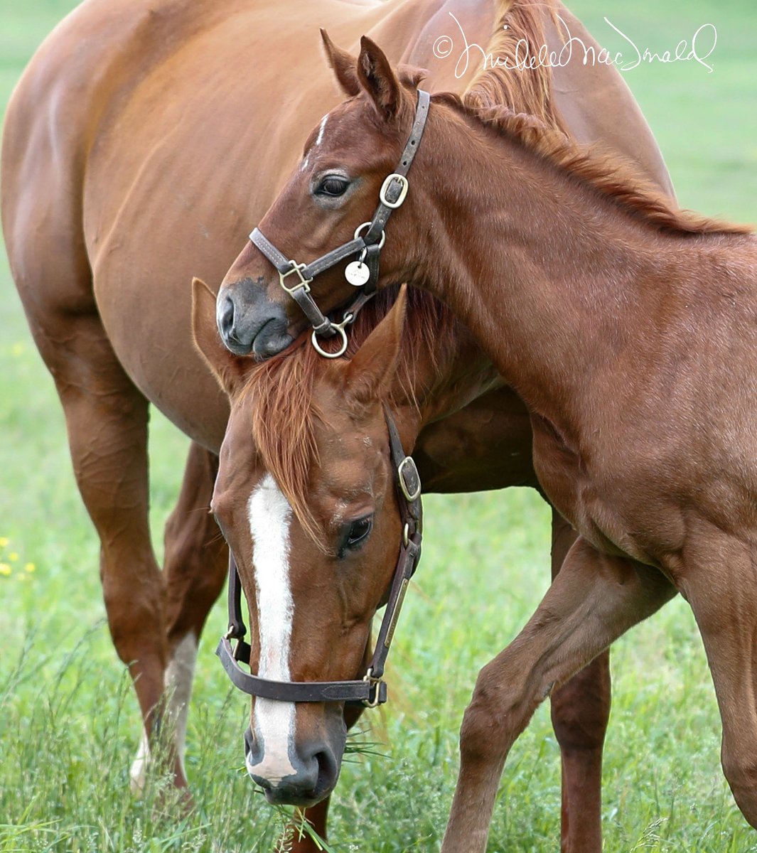 On a holiday #MareMonday, a salute to patient mothers! Littleprincessemma, dam of Triple Crown winner American Pharoah, is so kindly indulgent with her sassy 1 1/2-month old daughter by #Tapit, an Easter baby named Sunrise Service