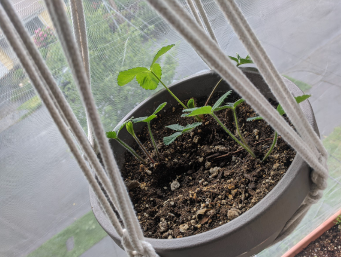 Strawberry runners from a curb-side pickup in the neighborhood, and my first attempt at macrame plant holders thanks for local DIY shop <a href="/assemblypdx/">Sunday Assembly PDX</a> #STEM #growtogether #talesofgardening #containergardening